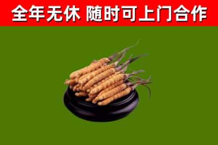 原州烟酒回收冬虫夏草.jpg