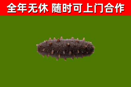 原州烟酒回收干海参.jpg
